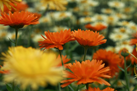 Calendula officinalis
