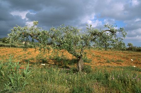 Country, Trapani, Sicily, Italy