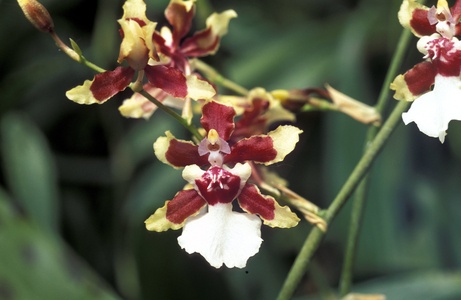 Oncidium Cherry Baby “White Flash””