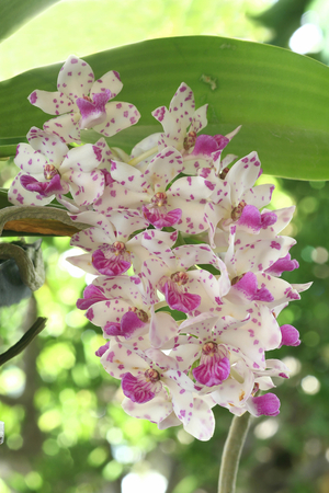 Rhynchostylis gigantea