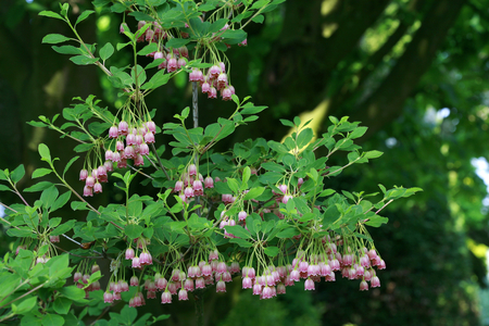 Enkianthus campanulatus