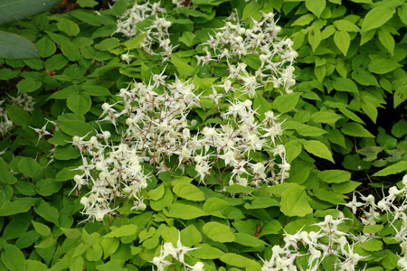Epimedium sp.