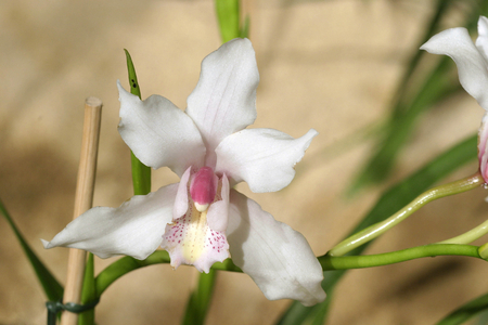 Cymbidium “Frosty Jack x Badge””