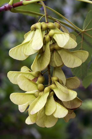 Acer pseudoplatanus