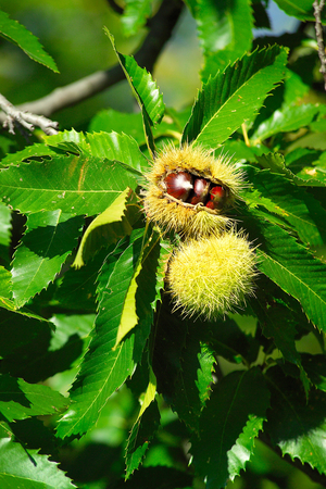 Chestnut grove, Montella, Campania, Italy
