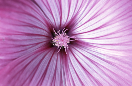 Lavatera Trimestris, Italy