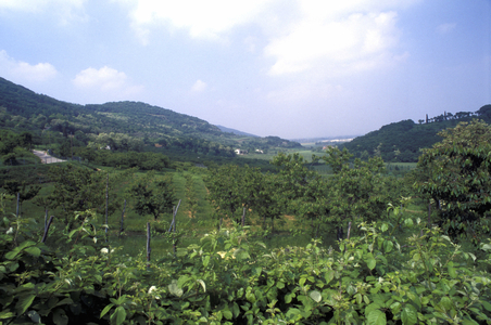 Landscape, Colli Berici, Veneto, Italy