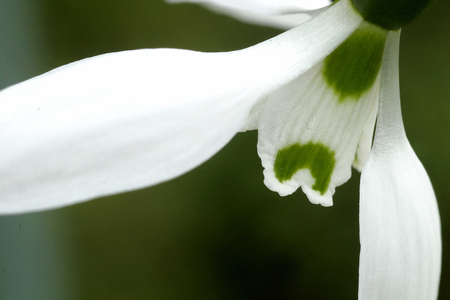 Galanthus nivalis, Italy