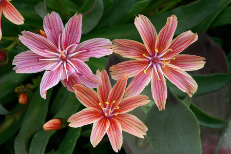 Lewisia longipetala Little Plum