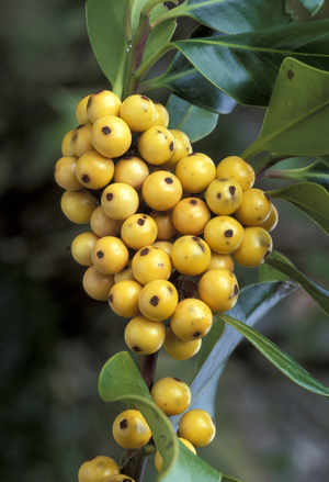 Ilex Aquifolium Pyramidalis Fructu Luteo
