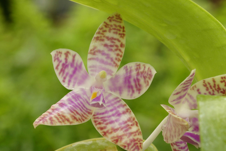 Phalaenopsis