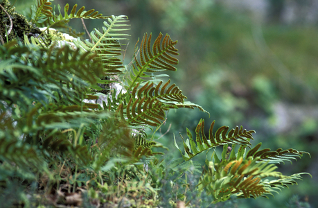Plypodium Vulgare, Fern, Italy