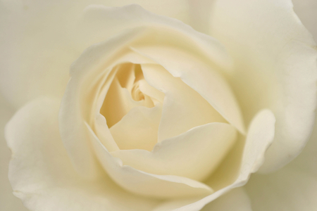 Rosa floribunda “Margaret Merrill”