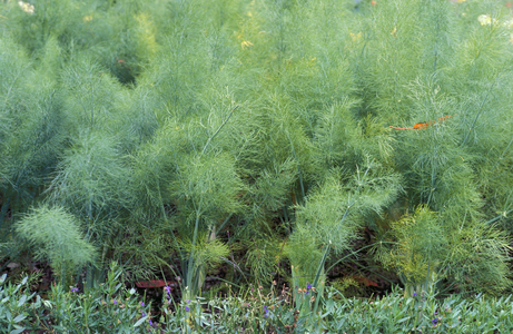 Foeniculum Vulgare
