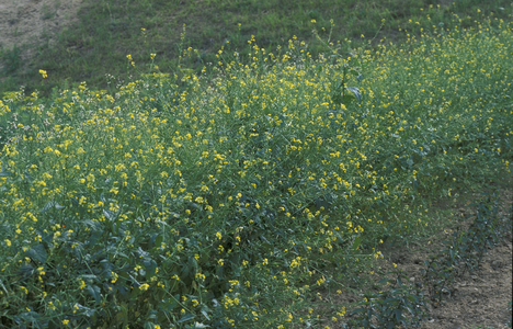 Brassica Nigra, Italy