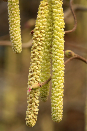 Corylus avellana “” Contorta””