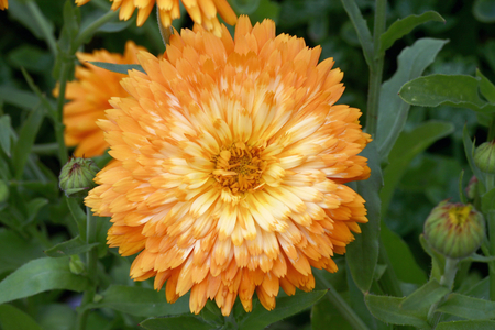 Calendula officinalis “” Pygmy””
