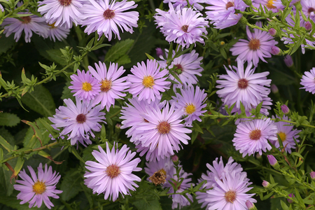 Aster novi-belgian “” Remenbrance””, New York aster
