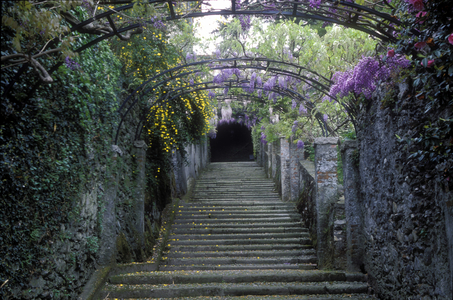 Pergola of wisteria in the south side of the isle, Isola Madre, Stresa, Piedmont, Italy