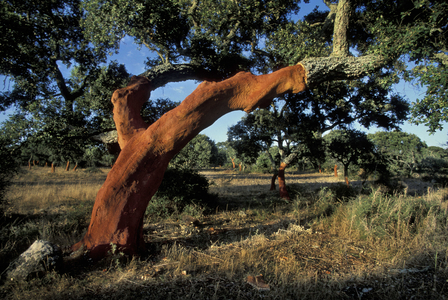 Cork plantations, Calangianus, Sardinia, Italy