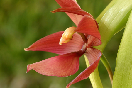 Cycnodes “Wine Delight””