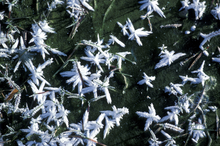 Frost on grass, Italy