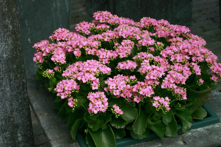 Kalanchoe blossfeldiana Jodie