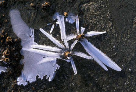 Ice and stalks, Italy