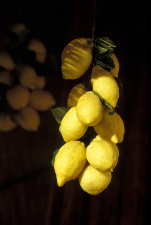 Lemons, Amalfi, Campania, Italy