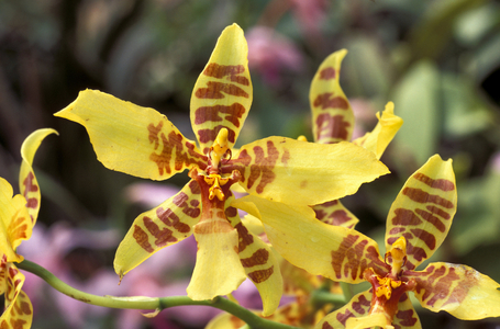 Rossioglossum schliepterianum