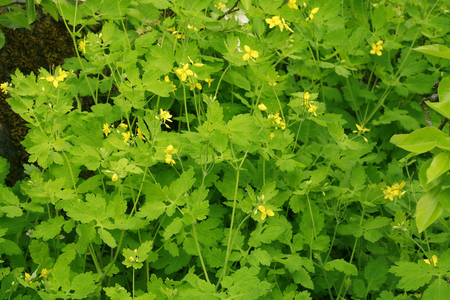 Chelidonium majus