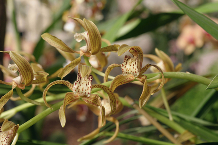 Cymbidium tracyanum