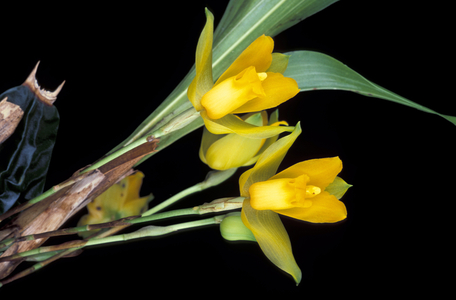 Lycaste Cruenta