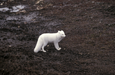 Artic fox, Churchill, Manitoba, Canada, North America