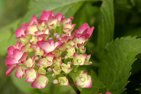 Hydrangea macrophylla, Italy