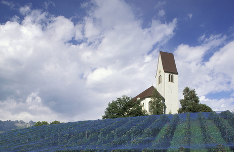 church and vineyards, bandern, liechtenstein