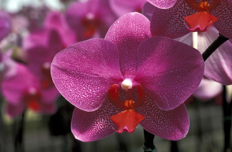 Phalaenopsis “” Mary Tauscher”