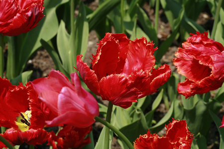 Parrot tulip “” Doorman's Record””