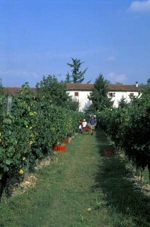 Vintage, Manzano, Friuli Venezia Giulia, Italy.