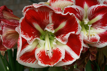 Hippeastrum Prelude