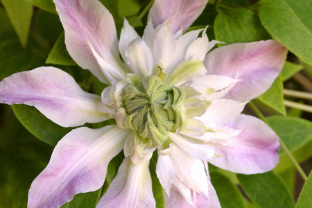 Josephine clematis, Italy