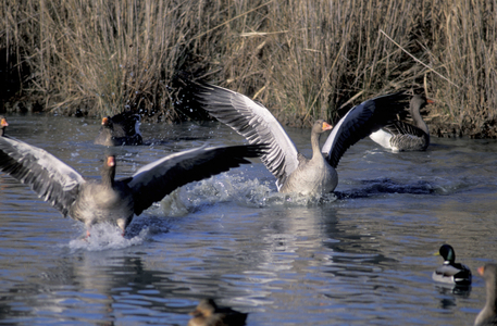 Birds, Natural reserve of the mouth of Stella river, Marano Lagunare, Friuli Venezia Giulia, Italy