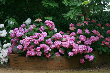 Hydrangea macrophylla