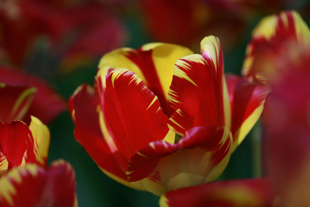Tulipano Darwin “Banja Luka””