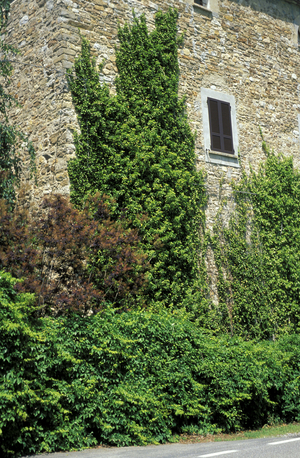 Ivies on the wall, Italy