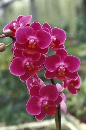 Phalaenopsis “Lin Jessica”