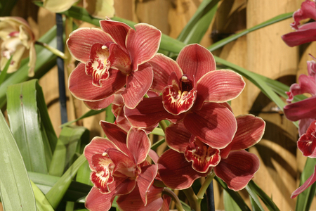 Cymbidium Loch Eilen “” Cooksbridge”