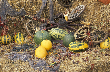Cucurbita, Pumpkin, Italy