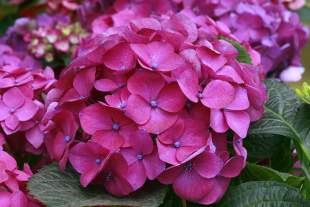 Hydrangea macrophylla Ramars