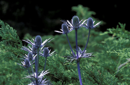 Eryngium Alpinum, Alpi mountains, Italy